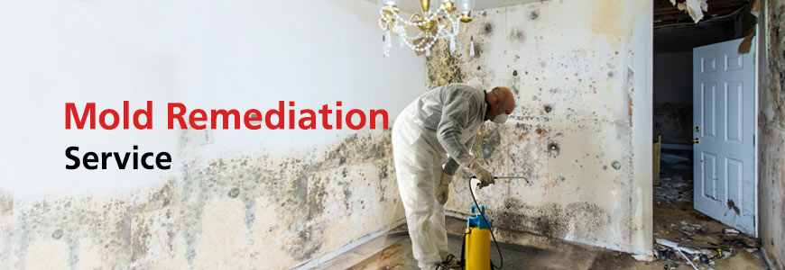 Mold Remediation Service in Greater Tulsa