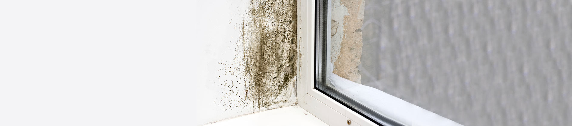 Mold Damage