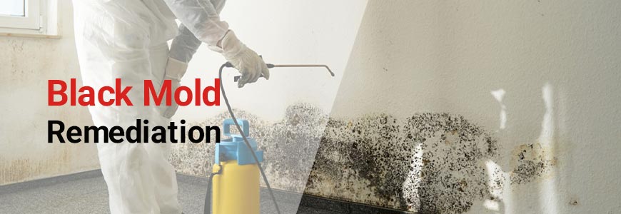 black mold remediation