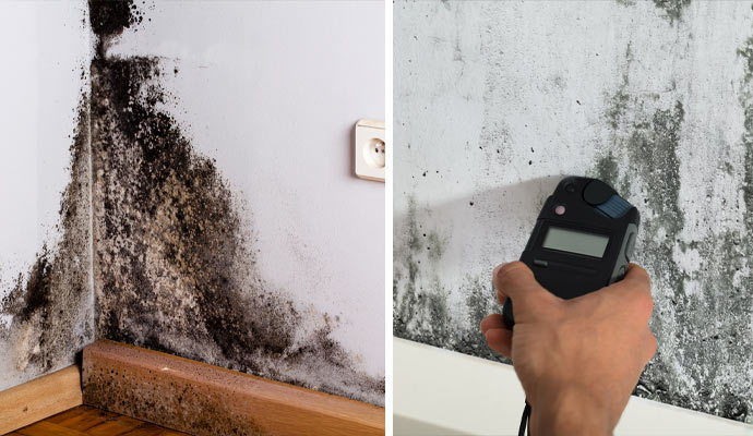 black mold remediation and mold testing