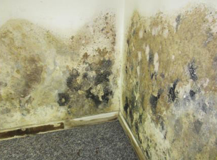How to Tell If Your Home Has Molds