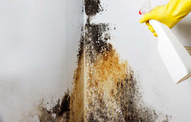 Mold Remediation in Tulsa